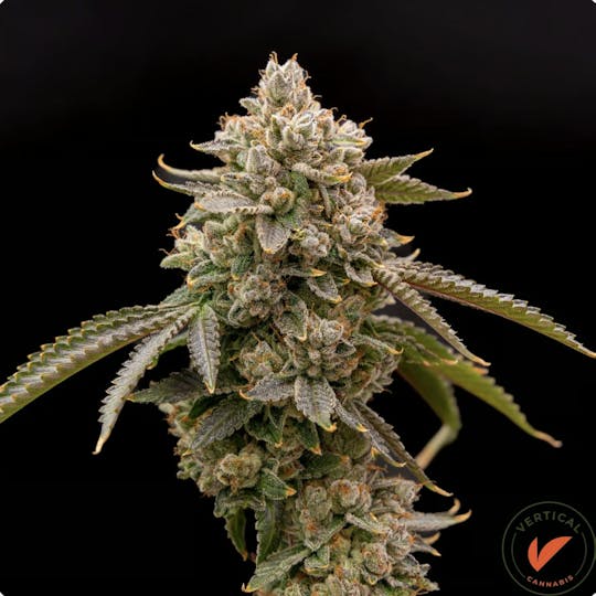 Vertical Cannabis - Globe Trotter Pre-Pack | 7G - 1