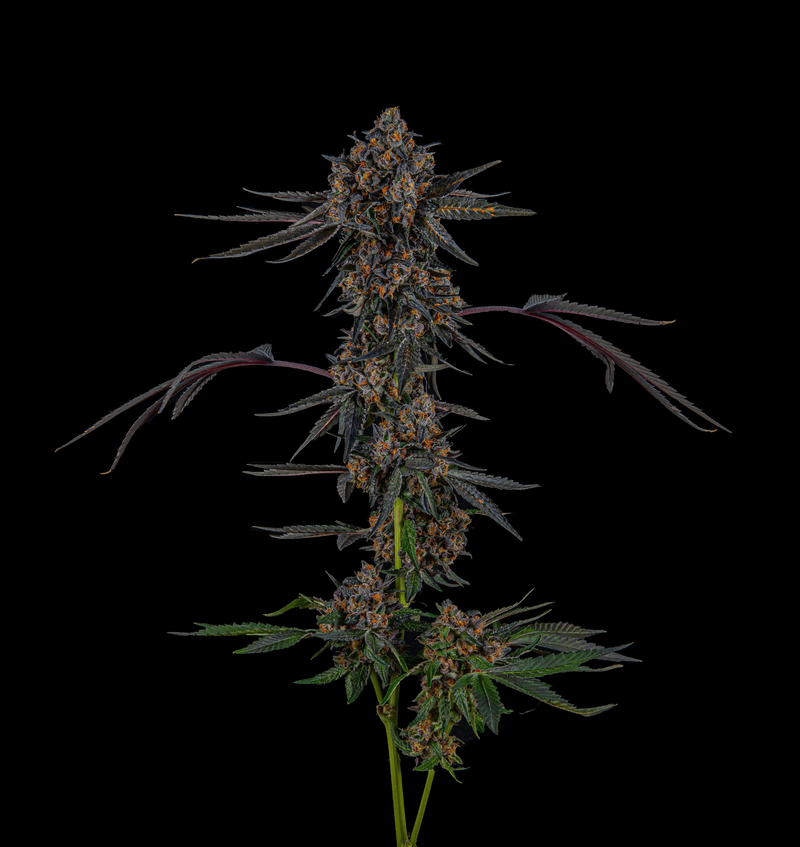 Zenoa - Jealousy - 1