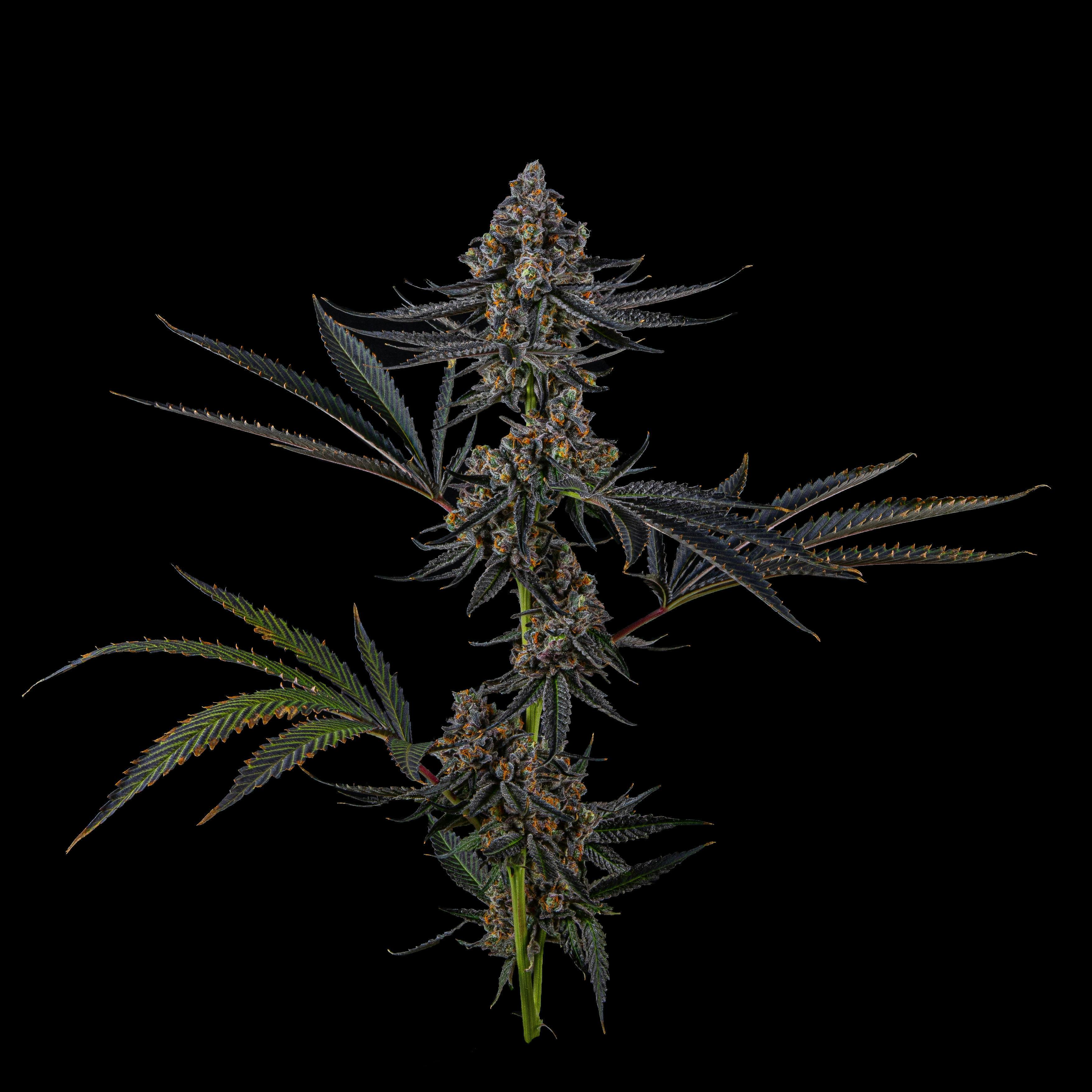 Zenoa - Pressure - 1