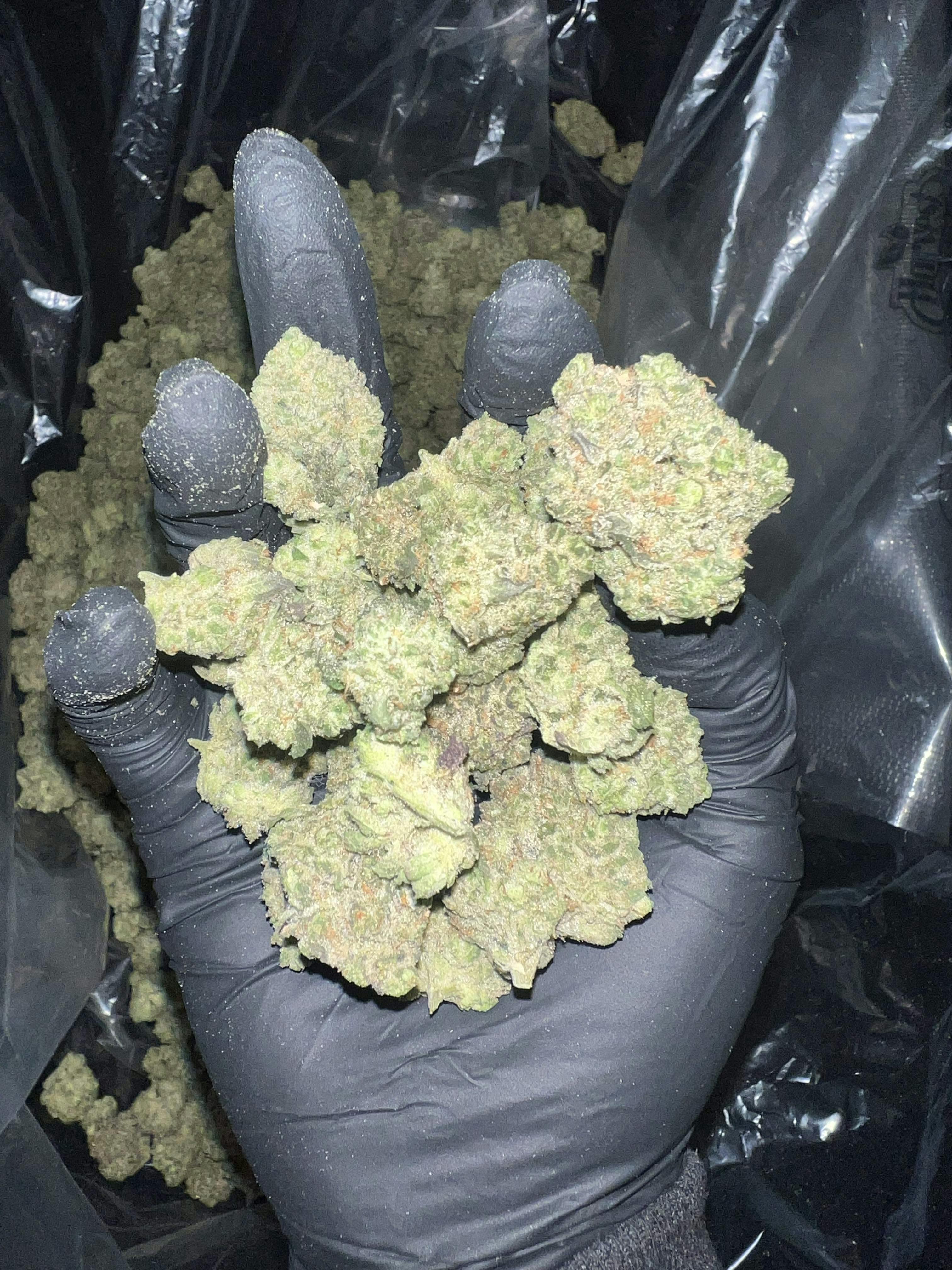 Calyxeum - Pancakes Indoor Deli Style Flower - 1