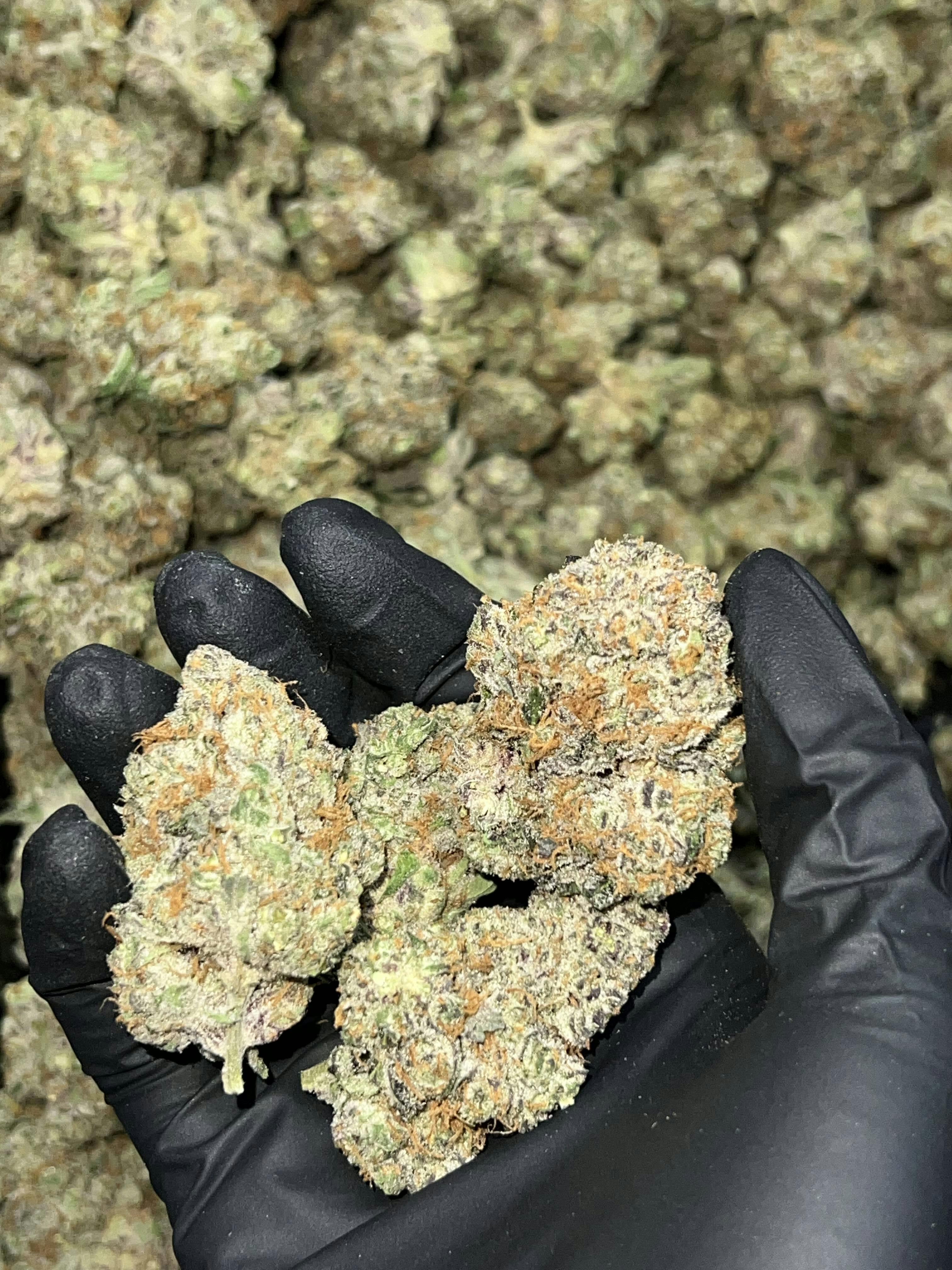 Calyxeum - Gabba Ghoul Deli Style Indoor Flower - 1