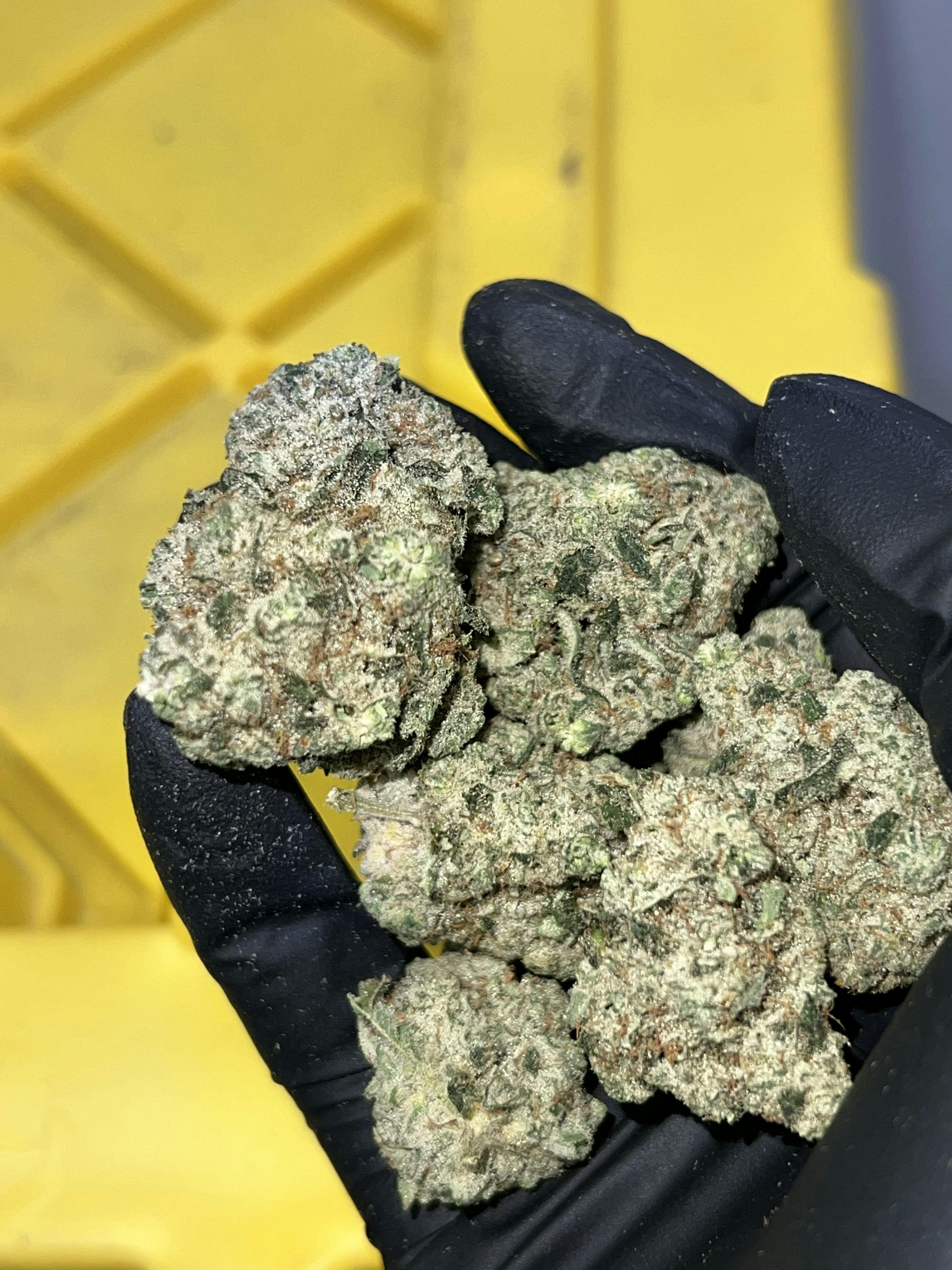 Calyxeum - Garlic Cookie Deli Style Indoor Flower - 1