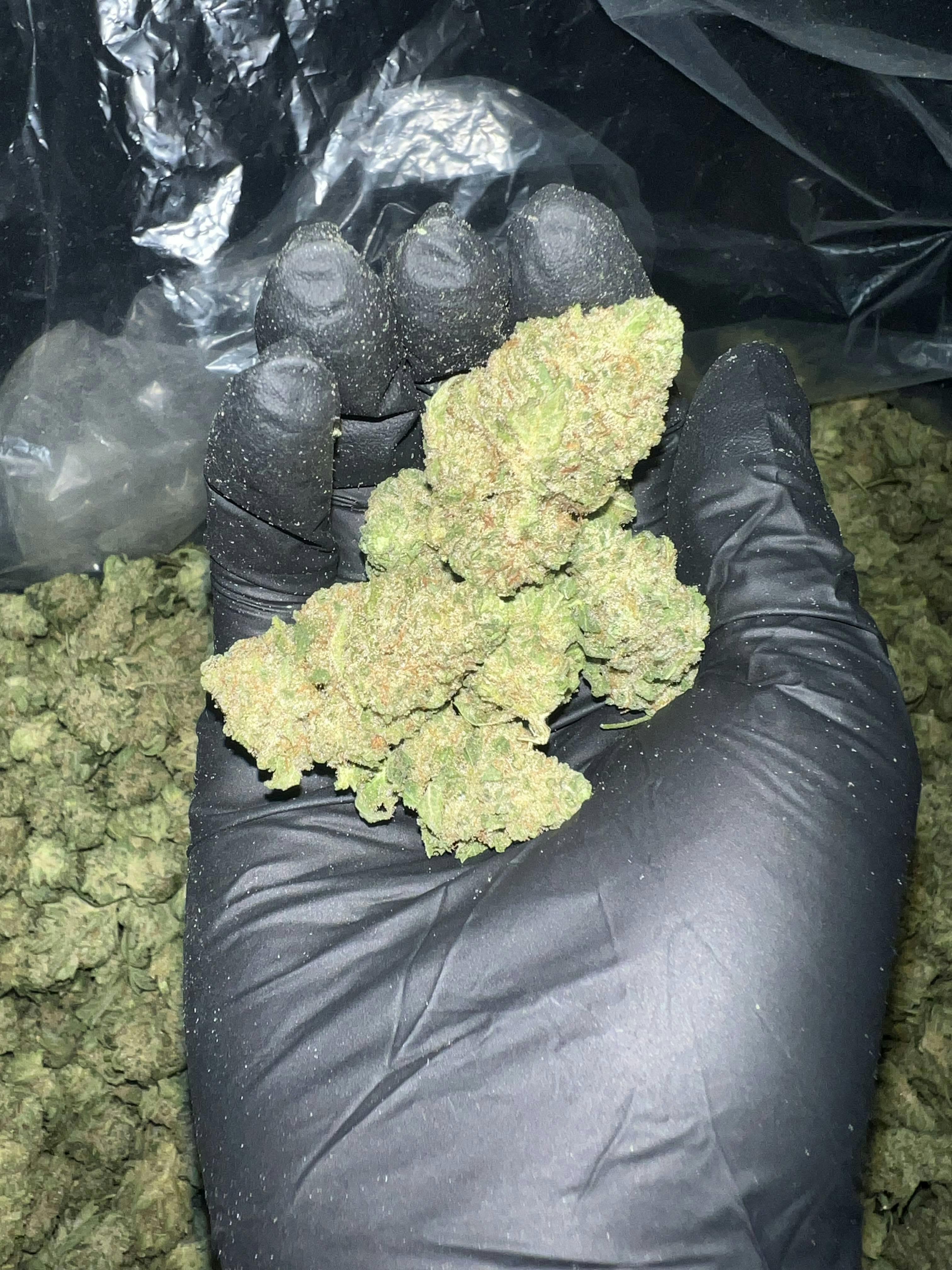 Calyxeum - Strawberry Lemonade Deli Style Indoor Flower - 1