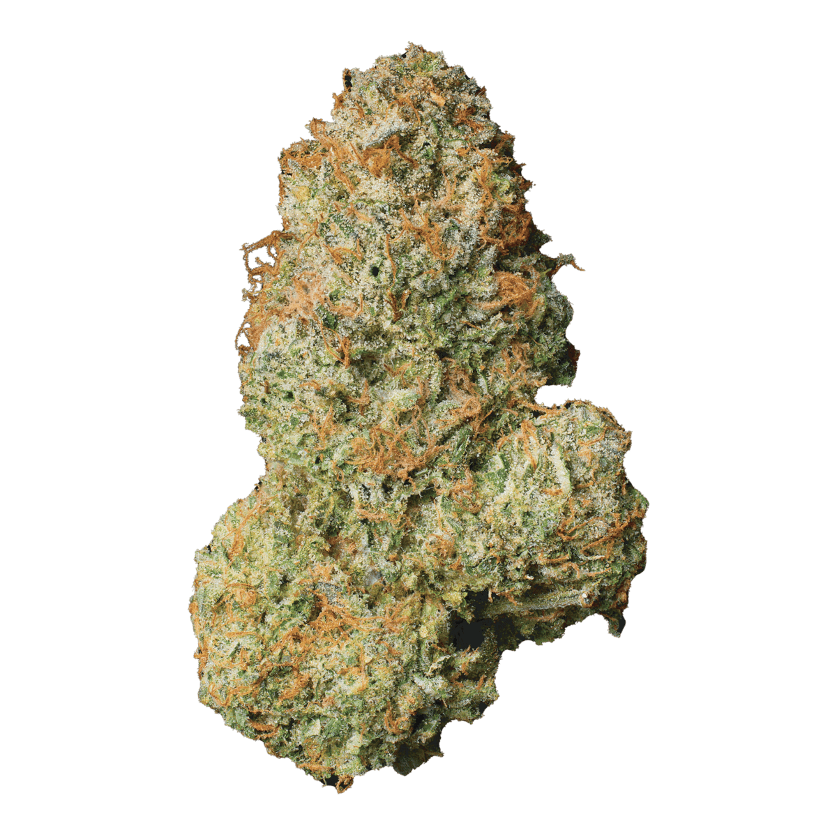 Modern Flower - Modern Flower | Malibu | Big Buds - 1