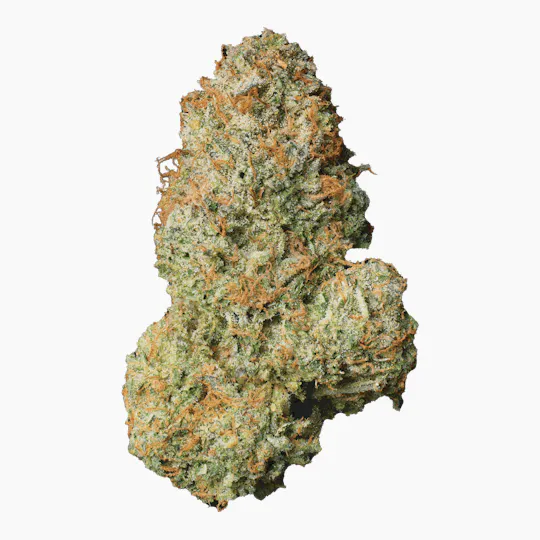 Modern Flower - Modern Flower | Malibu | Big Buds - 1