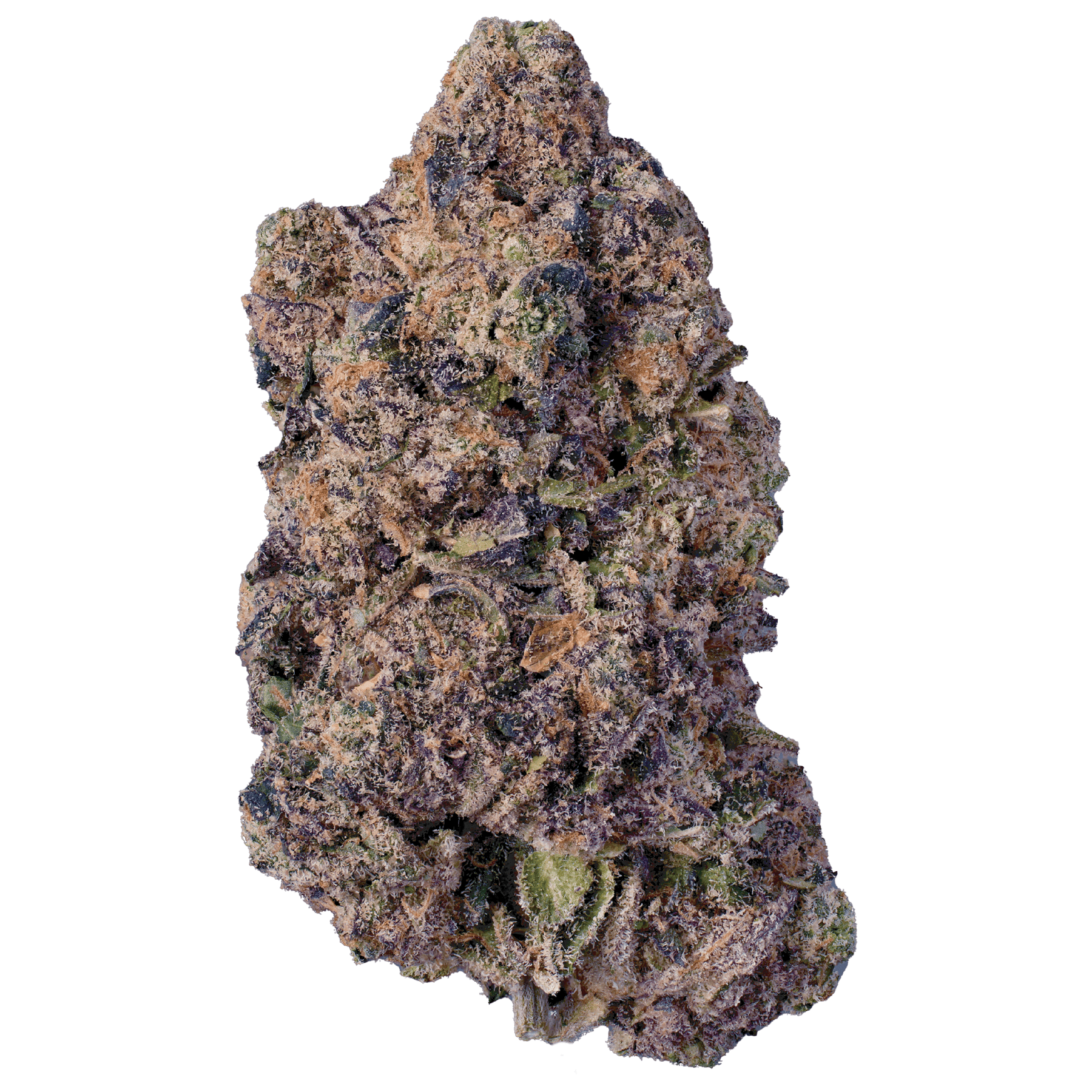 Modern Flower - Modern Flower | PPP | Big Buds - 1