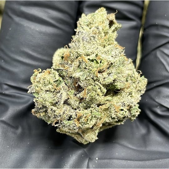 Hella Loud - Cream Sherbet - 1