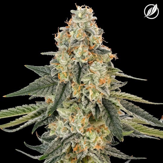 CTPharma - Scout Breath (Troopakan) Flower 3.5g - 1