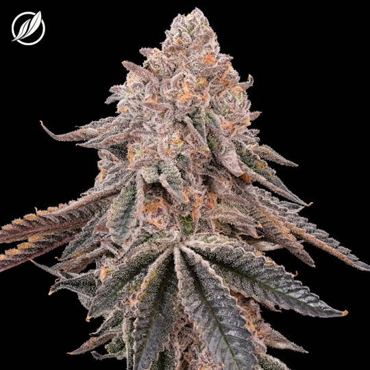 CTPharma - Dosi-Punch Flower 3.5g - 1