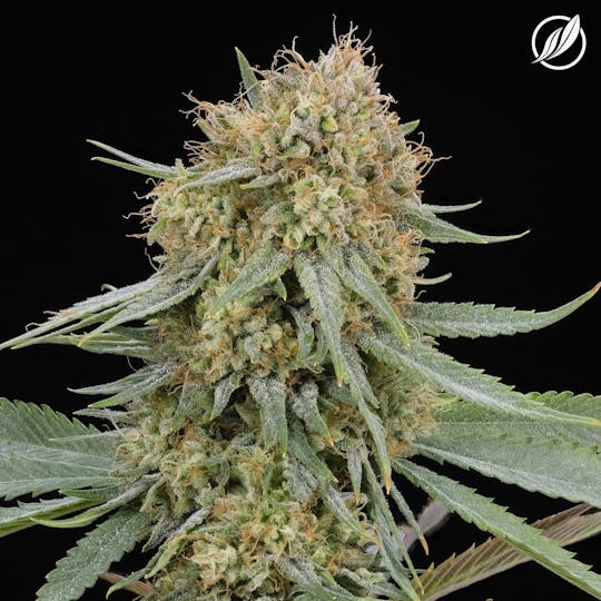 CTPharma - White Tangie Haze (Albivex) Flower 3.5g - 1