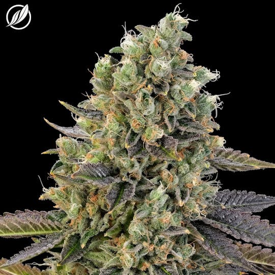 CTPharma - Northern Lights (Borealex) Flower 3.5g - 1