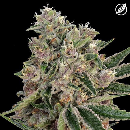 CTPharma - Forbidden OG (Grutalex) Flower 3.5g - 1