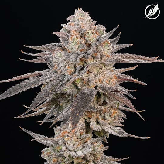 CTPharma - Purple Chem (Pasteladen) Flower 3.5g - 1
