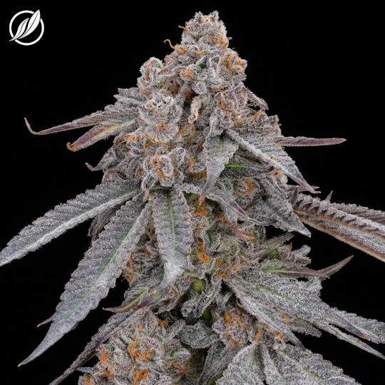 CTPharma - Ghost White (Tortitex) Flower 3.5g - 1