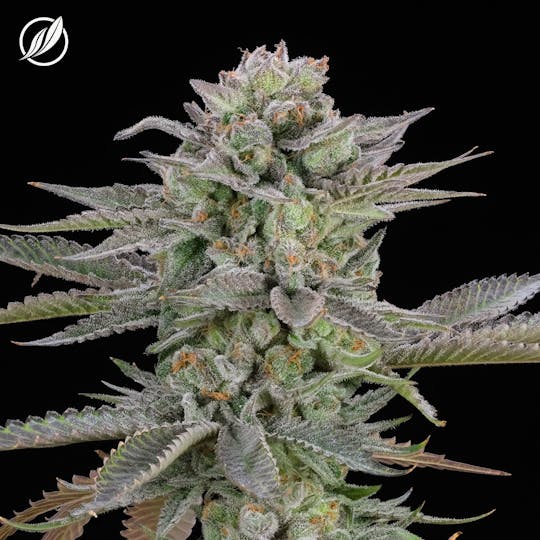 CTPharma - Stomper Kush (Crepelex) Flower 3.5g - 1
