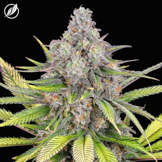 CTPharma - Magenta Dream (Magentavex) Flower 3.5g - 1