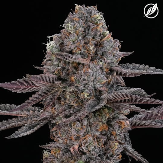 CTPharma - GMO (Jeemodex) Flower 3.5g - 1