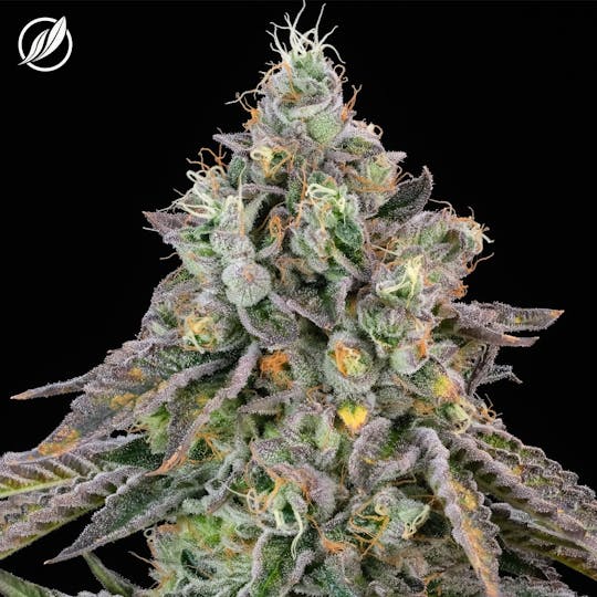 CTPharma - Dosilato (Dosilatex) Flower 3.5g - 1