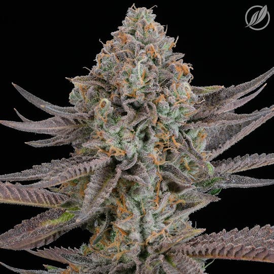 CTPharma - Yellow Sunset (Sorvetalex) Flower 3.5g - 1