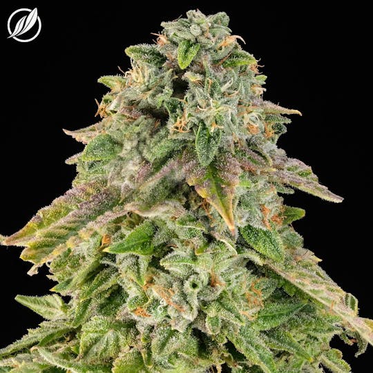 CTPharma - Starkiller (Lunaven) Flower 3.5g - 1