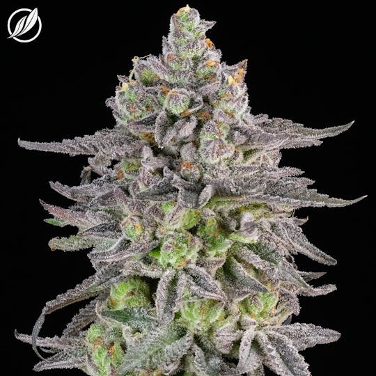 CTPharma - Purple Frost (Cruvaden) Flower 3.5g - 1