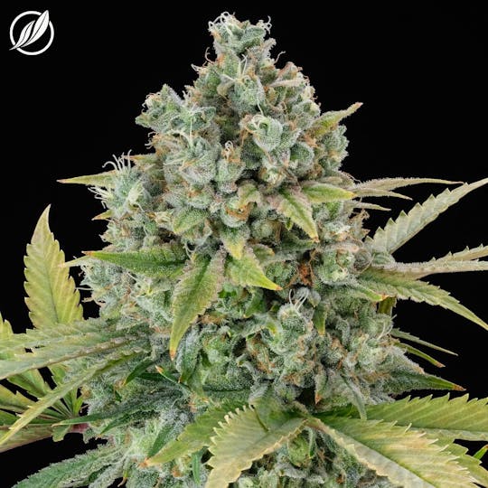 CTPharma - Double Kush (Muffitex) Flower 3.5g - 1