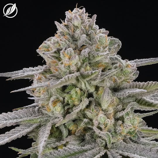 CTPharma - Trophy DAWG (Manzaden) Flower 3.5g - 1