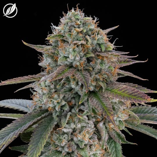 CTPharma - Rare Dankness (Rariden) Flower 3.5g - 1
