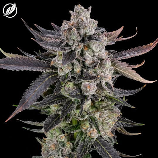 CTPharma - Yellow Drip OG (Citromeven) Flower 3.5g - 1