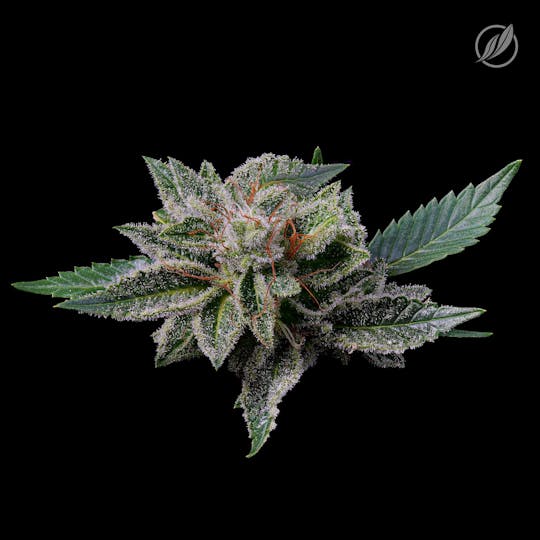 CTPharma - Burmese Kush (Fioraden D) Flower 3.5g - 1
