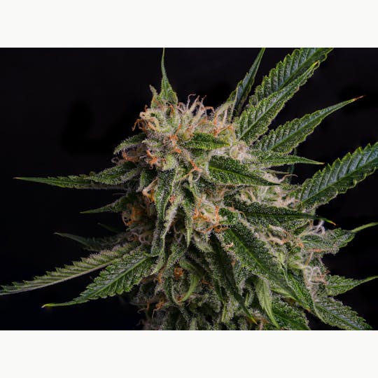 CTPharma - Lemon Skunk (Lexikan) Flower 3.5g - 1