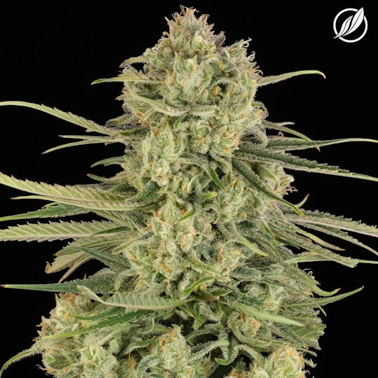 CTPharma - B52 Bomber (Surbanex) Flower 3.5g - 1