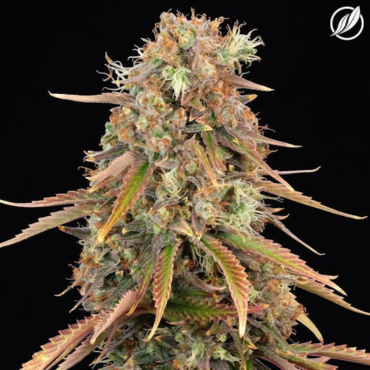 CTPharma - Black Haze (Delatavec) Flower 3.5g - 1