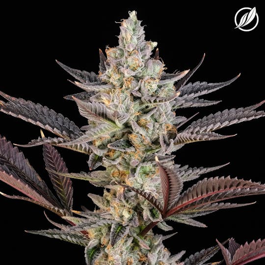 CTPharma - Emerald Kush (Trillavex) Flower 3.5g - 1