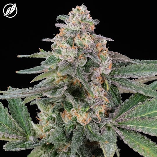 CTPharma - Snow Drift (Lechelex) Flower 3.5g - 1