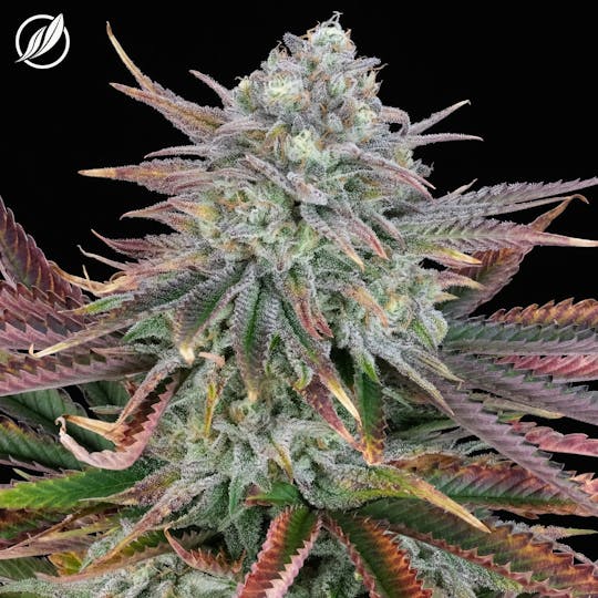 CTPharma - Fresh Powder (Fresalyn) Flower 3.5g - 1