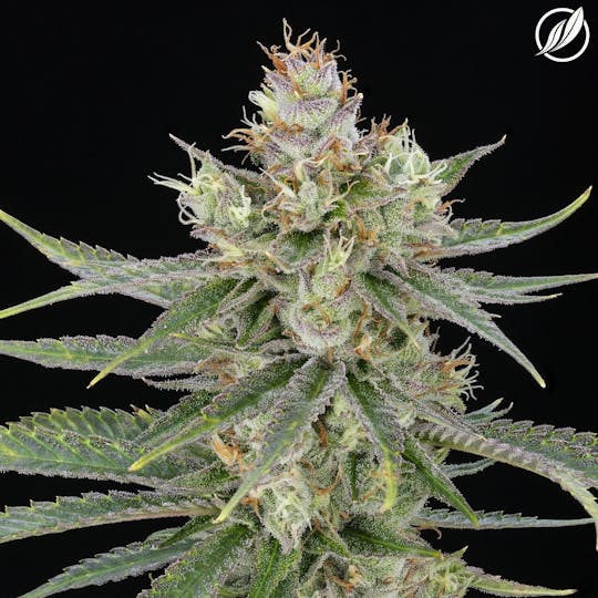 CTPharma - Green Diesel (Gretolex) Flower 3.5g - 1