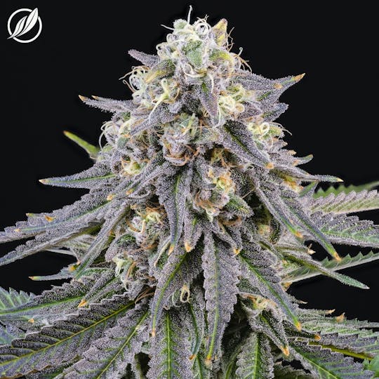 CTPharma - Mendo Cooler (Fresaden) Flower 3.5g - 1