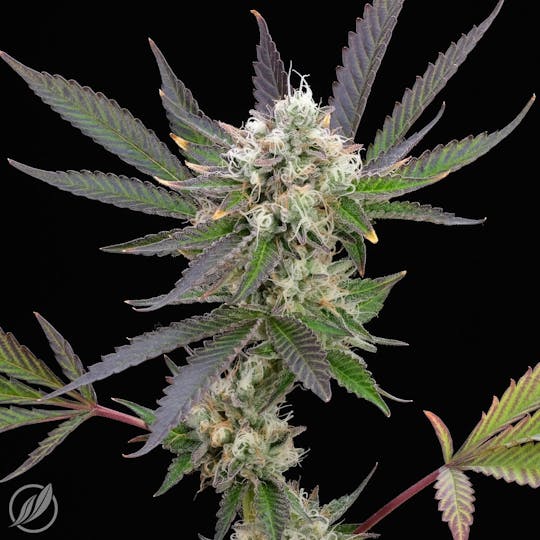 CTPharma - Triangle Kush (Trillavex) Flower 3.5g - 1