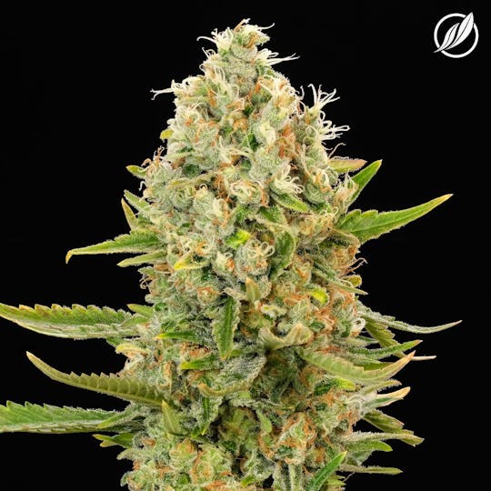 CTPharma - Sour Sunrise (Quesovec) Flower 3.5g - 1