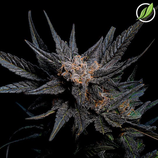 CTPharma - Haze Wreck (Panaden) Flower 3.5g - 1