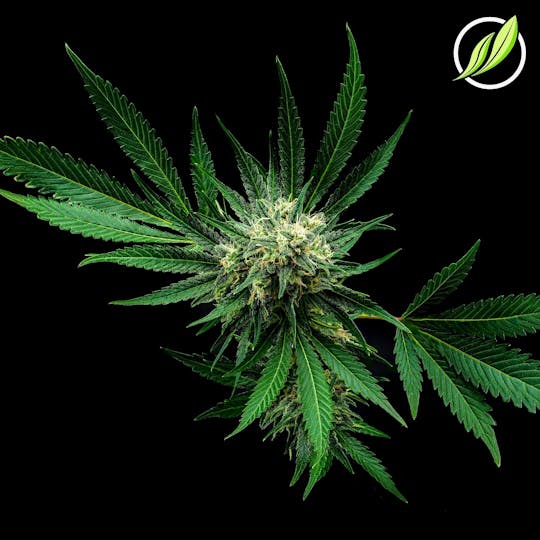 CTPharma - Hazy Fields (Tussaden) Flower 3.5g - 1