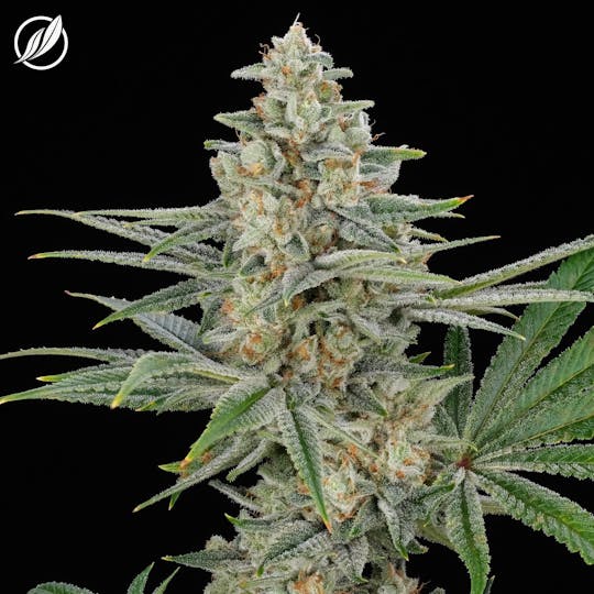 CTPharma - Yellow Haze OG (Ochovec) Flower 3.5g - 1