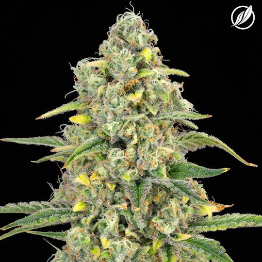 CTPharma - Seattle Sour Kush (Tetraden) Flower 3.5g - 1