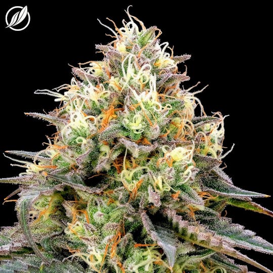 CTPharma - Wild Thailand (Sauvadex) Flower 3.5g - 1