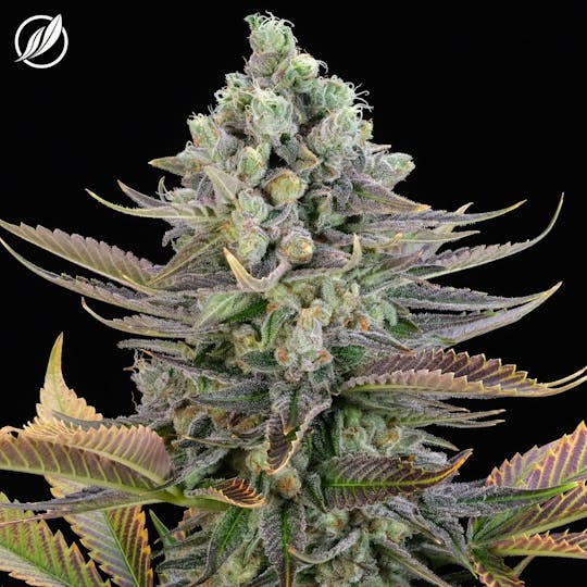 CTPharma - Blue Haze (Blueberen) Flower 3.5g - 1