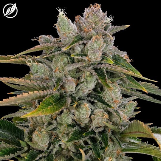 CTPharma - Motorbreath (Saliden) Flower 3.5g - 1