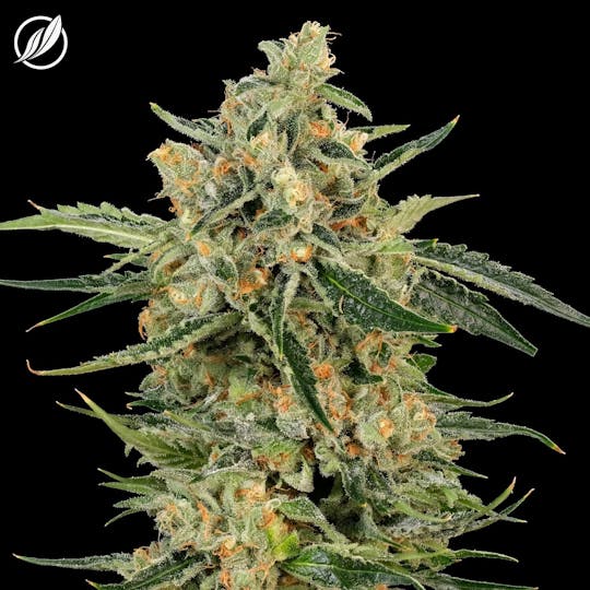 CTPharma - Chem-band (Bandolyn) Flower 3.5g - 1