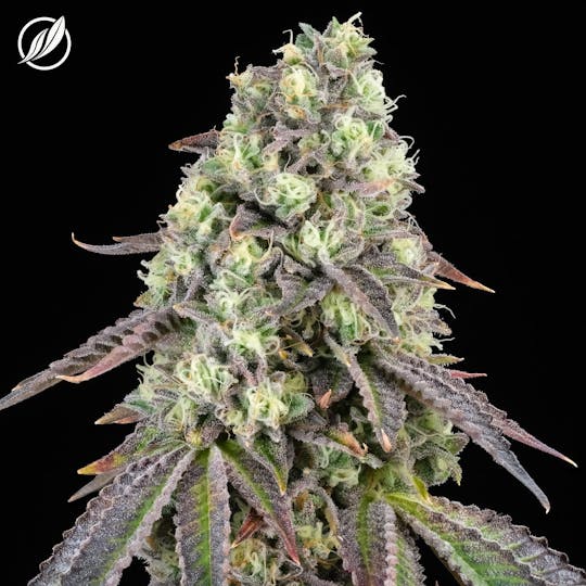 CTPharma - Cold Bubba Kush (Novadex) Flower 3.5g - 1