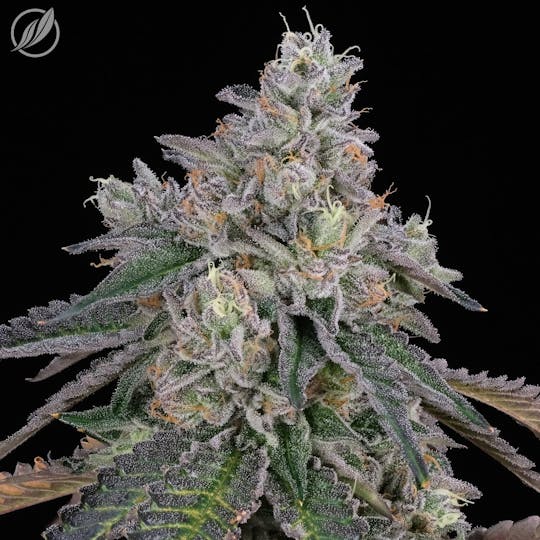CTPharma - Scarlet Kush (Culpavec) Flower 3.5g - 1
